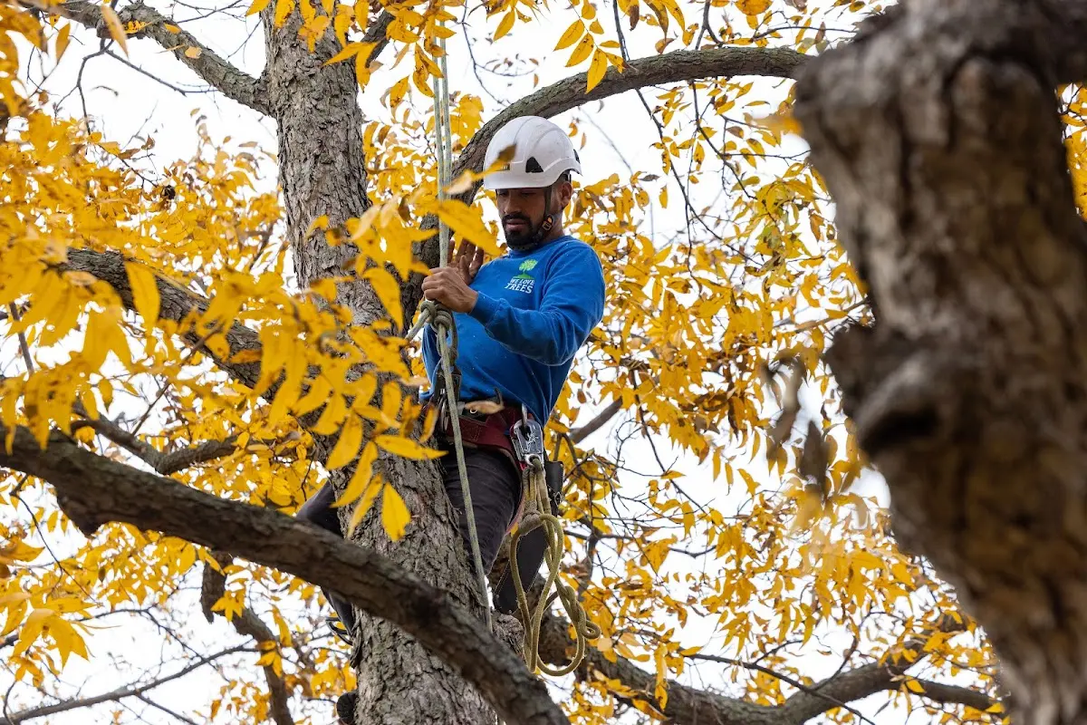 Skilled Tree Planing crew working in Pell City
